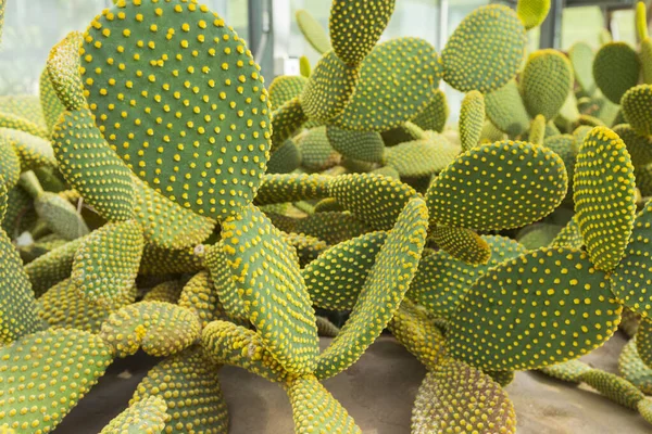 Blinder Kaktus Oder Opuntia Rufida Botanischen Garten — Stockfoto