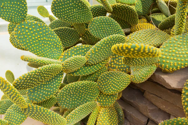 Blind Prickly Pear Cactus Opuntia Rufida Στον Βοτανικό Κήπο — Φωτογραφία Αρχείου