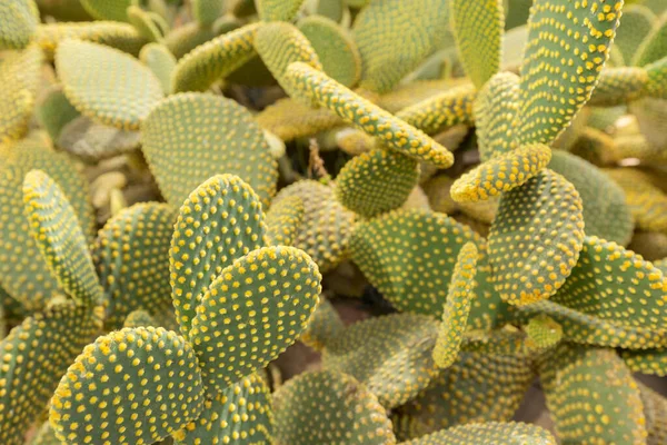 Blinder Kaktus Oder Opuntia Rufida Botanischen Garten — Stockfoto