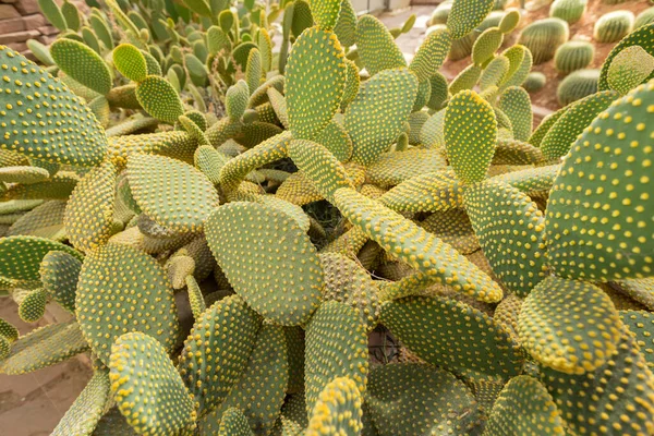 Blind Prickly Pear Cactus Opuntia Rufida Στον Βοτανικό Κήπο — Φωτογραφία Αρχείου