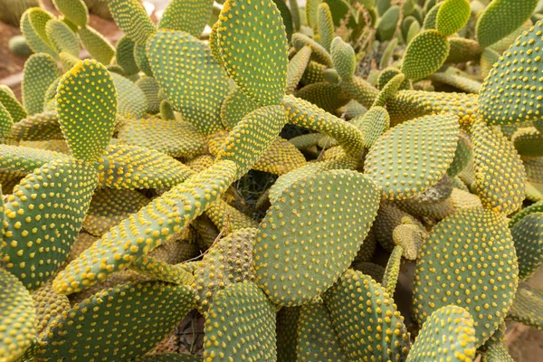 Ślepy Kaktus Gruszkowy Lub Opuntia Rufida Ogrodzie Botanicznym — Zdjęcie stockowe