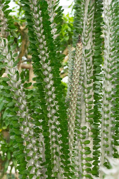 Мадагаскарское Растение Окотильо Небольшими Зелеными Листьями Ботаническом Парке — стоковое фото