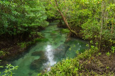 Krabi, Tayland 'da Pa Phru Tha Pom Khlong Song Nam' ın el değmemiş mangrov bataklığı..
