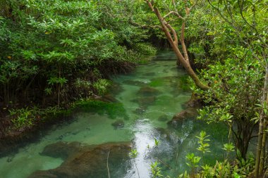Krabi, Tayland 'da Pa Phru Tha Pom Khlong Song Nam' ın el değmemiş mangrov bataklığı..