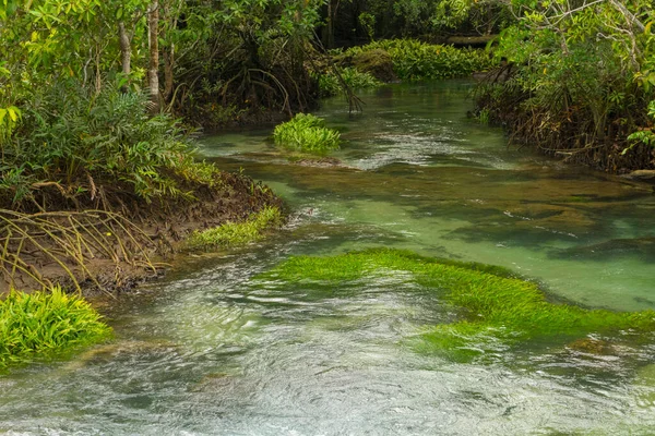 Nietknięte Bagno Namorzynowe Phru Tha Pom Khlong Song Nam Prowincji — Zdjęcie stockowe