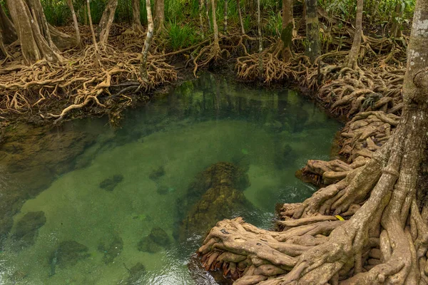 Nietknięte Bagno Namorzynowe Phru Tha Pom Khlong Song Nam Prowincji — Zdjęcie stockowe