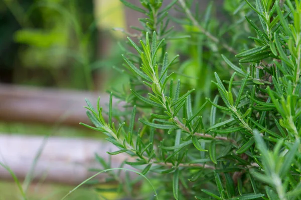 Junge Rosmarinbüsche Wachsen Freien Natürlicher Umgebung — Stockfoto