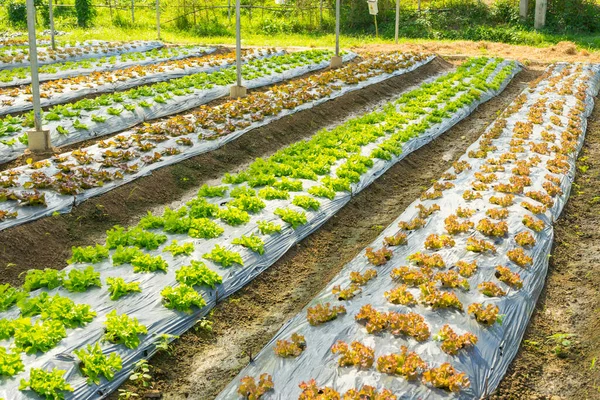 Zelenina Červeného Dubu Farmě — Stock fotografie