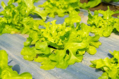 Hidrofonik Çiftliği 'ndeki Yeşil Meşe, Organik Sebze Çiftliği.