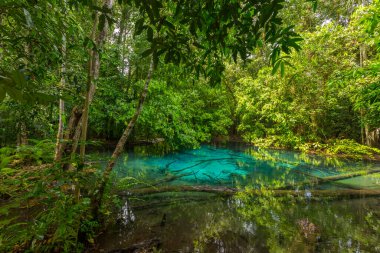 Tayland 'ın Krabi ilindeki Zümrüt Havuzu (Sra Morakot). Tropikal yağmur ormanlarındaki berrak mavi suyun güzel doğa manzarası.