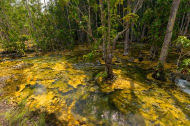 Tayland, Krabi 'deki Emerald Havuz Seyahat Bölgesi' ndeki Islak Orman.
