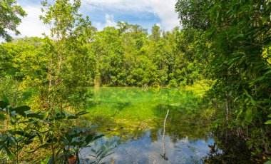 Tayland, Krabi 'deki Emerald Havuz Seyahat Bölgesi' ndeki Islak Orman.