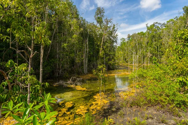 Mokry Las Szmaragdowym Basenie Miejsce Podróży Krabi Tajlandia — Zdjęcie stockowe