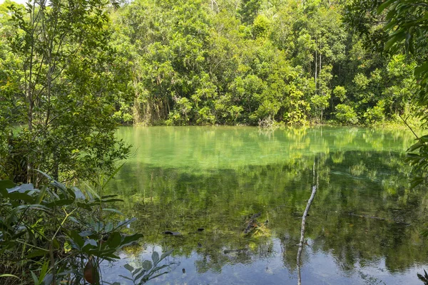 Mokry Las Szmaragdowym Basenie Miejsce Podróży Krabi Tajlandia — Zdjęcie stockowe