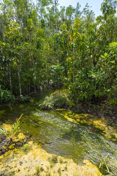 Mokry Las Szmaragdowym Basenie Miejsce Podróży Krabi Tajlandia — Zdjęcie stockowe