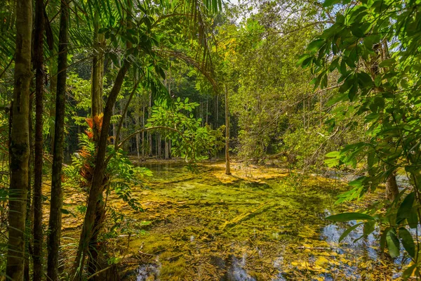 Våt Skog Vid Emerald Pool Resor Plats Krabi Thailand — Stockfoto