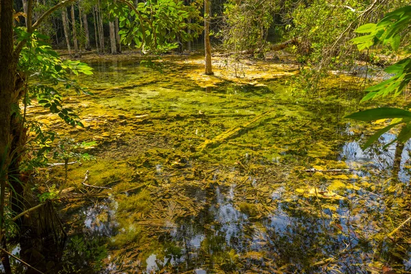 Wet Forest Emerald Pool Travel Location Krabi Thailand — Stock Photo, Image