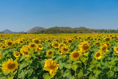 Açık mavi gökyüzü ile yeşil yapraklı yaz ayçiçekleri.