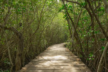 Phetchaburi, Tayland 'daki Laem Phak Bia Çevre Çalışmaları ve Geliştirme Projesinde yürüyüş yolu.