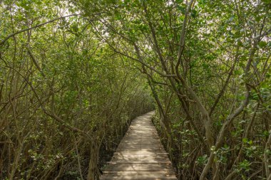 Phetchaburi, Tayland 'daki Laem Phak Bia Çevre Çalışmaları ve Geliştirme Projesinde yürüyüş yolu.