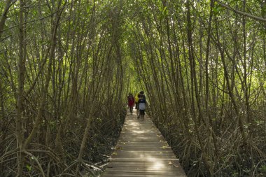 Phetchaburi, Tayland 'daki Laem Phak Bia Çevre Çalışmaları ve Geliştirme Projesinde yürüyüş yolu.