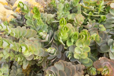 Lavanta midyeleri ya da bahçede Bryophyllum Fedtschenkoi bitkisi.