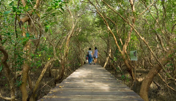 Gangvei Ved Laem Phak Bia Environmental Study Development Project Phetchaburi – stockfoto