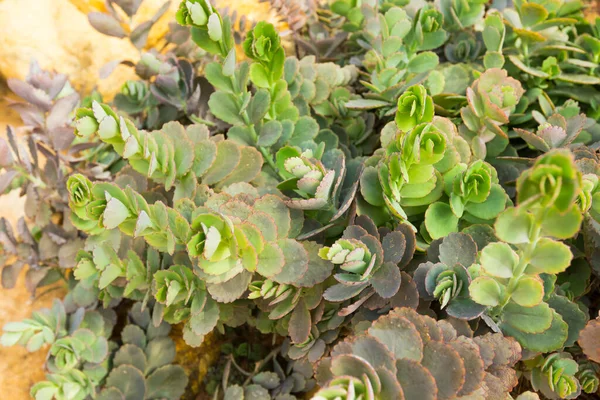 Lavendelmuscheln Oder Bryophyllum Fedtschenkoi Garten — Stockfoto