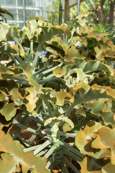 Filzbusch Oder Kalanchoe Beharensis Gewächshaus — Stockfoto