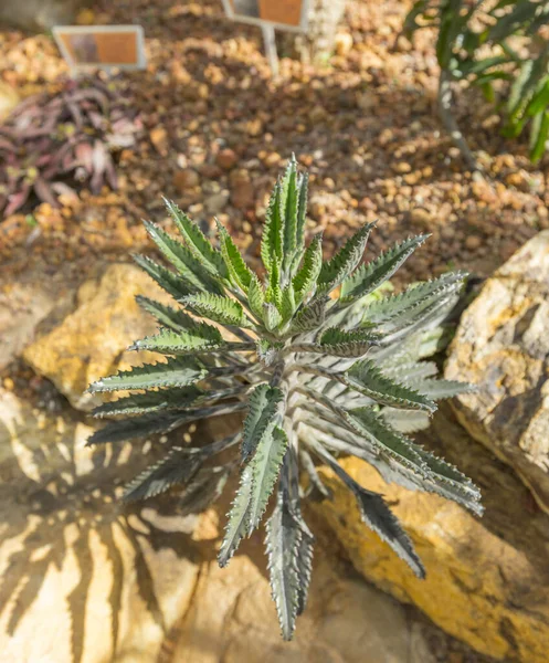 Mãe Milhões Planta Híbrida Madagascar Estufa — Fotografia de Stock