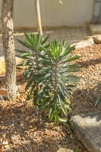 Mãe Milhões Planta Híbrida Madagascar Estufa — Fotografia de Stock