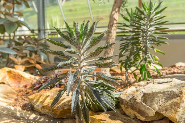 Mãe Milhões Planta Híbrida Madagascar Estufa — Fotografia de Stock