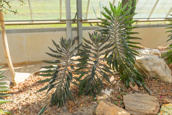 Madre Millones Plantas Híbridas Madagascar Invernadero —  Fotos de Stock