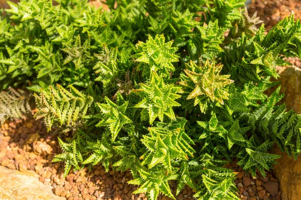 Belo Aloe Juvenna Uma Natureza — Fotografia de Stock