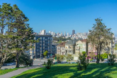 San Francisco Alamos Meydanı 'ndaki yemyeşil ağacın gündüz manzarası, CA