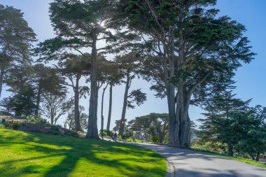San Francisco Alamos Meydanı 'ndaki yemyeşil ağacın gündüz manzarası, CA