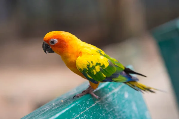 Güzel Güneş Conure Papağan Kuşu Açık Hayvanat Bahçesinde — Stok fotoğraf