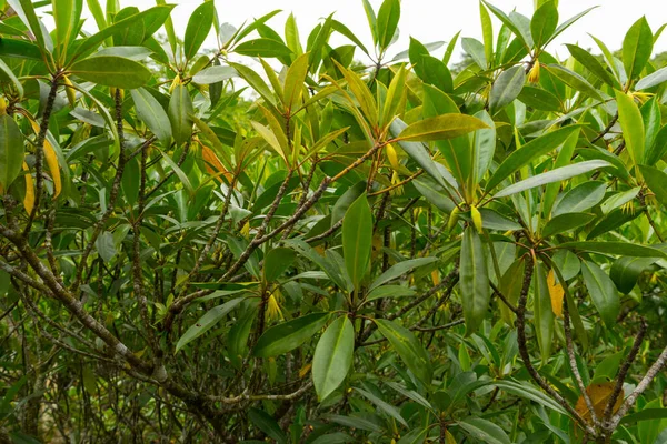 Young leaves of Avicennia marina in a mangrove forest