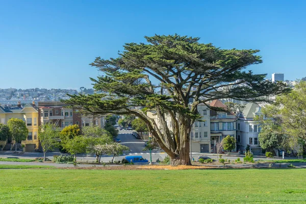 Day View Lush Green Tree Alamos Square San Francisco — Stock Photo, Image