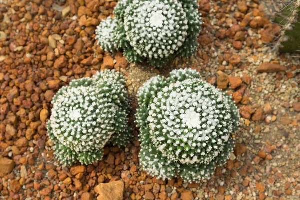 Schöner Kaktus Mammillaria Bucareliensis Erusamu Garten — Stockfoto