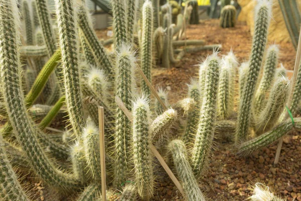 Starzec Andes Kaktusa Szklarni Tylko Jeden Kilku Owłosionych Gatunków — Zdjęcie stockowe