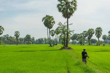 Çeltik tarlasında pirinç tarlası ve şeker palmiyesi veya hurma ağaçları, Tayland 'ın kırsal kesiminin doğa manzarası