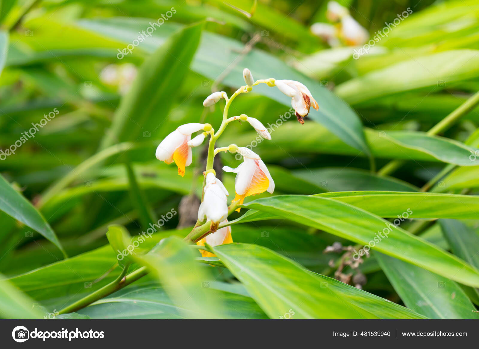 Flores Lirio Blanco Jardín: fotografía de stock © bennnn@  #481539040 | Depositphotos