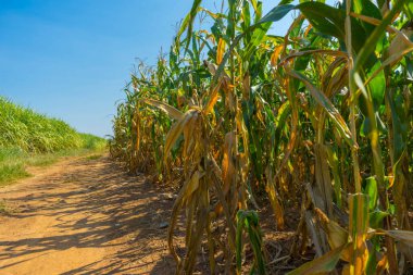 Organik mısır tarlasında seçici bir mısır koçanı resmi.