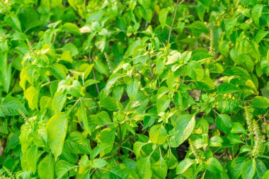 Bahçede taze yeşil fesleğen