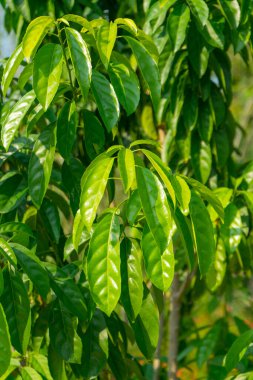 Cleidion Spisiflorum (Burm. F) Merr. Ormandaki ağaç.