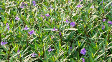 Waterkanon, Watrakanu, Minnieroot, Demir Kök, Feverroot, Patlayan kapsül, doğa arka planında çiçek açan