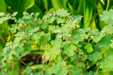 Thai itüzümü meyvesi Tayland bitkisi geleneksel. Meyvelerin öksürük şurubu için tıbbi bir kullanımı vardır.