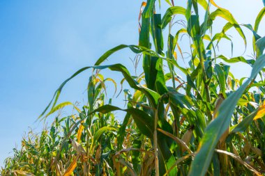 Organik mısır tarlasında seçici bir mısır koçanı resmi.