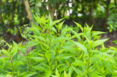 Bahçedeki taze yeşil yaprakların yakın görüntüsü.